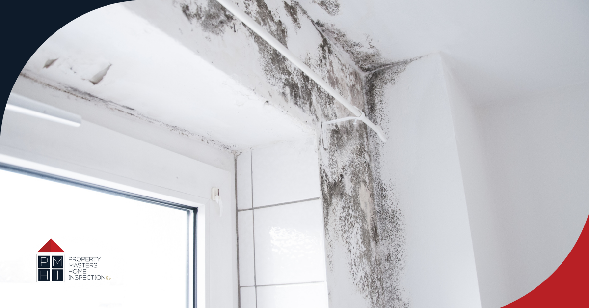 Mold growing on a wall around a window.