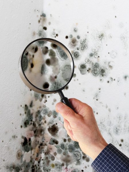 Mold Image Mold Image